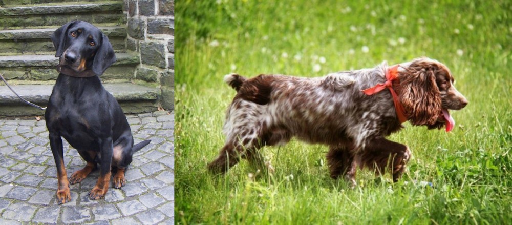 Russian Spaniel vs Austrian Black and Tan Hound - Breed Comparison