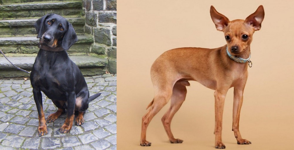 Russian Toy Terrier vs Austrian Black and Tan Hound - Breed Comparison