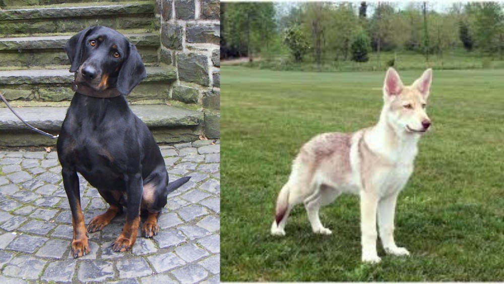 Saarlooswolfhond vs Austrian Black and Tan Hound - Breed Comparison