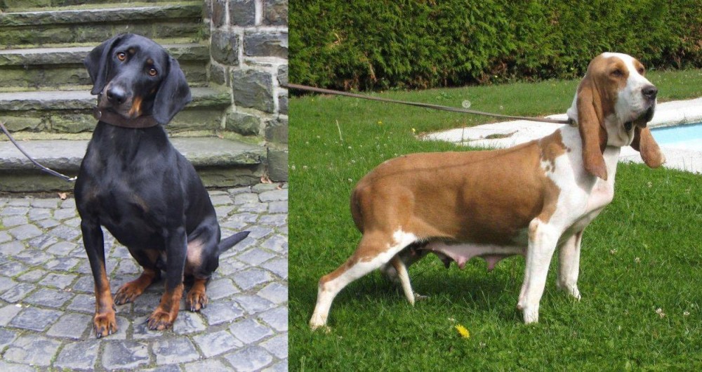 Sabueso Espanol vs Austrian Black and Tan Hound - Breed Comparison