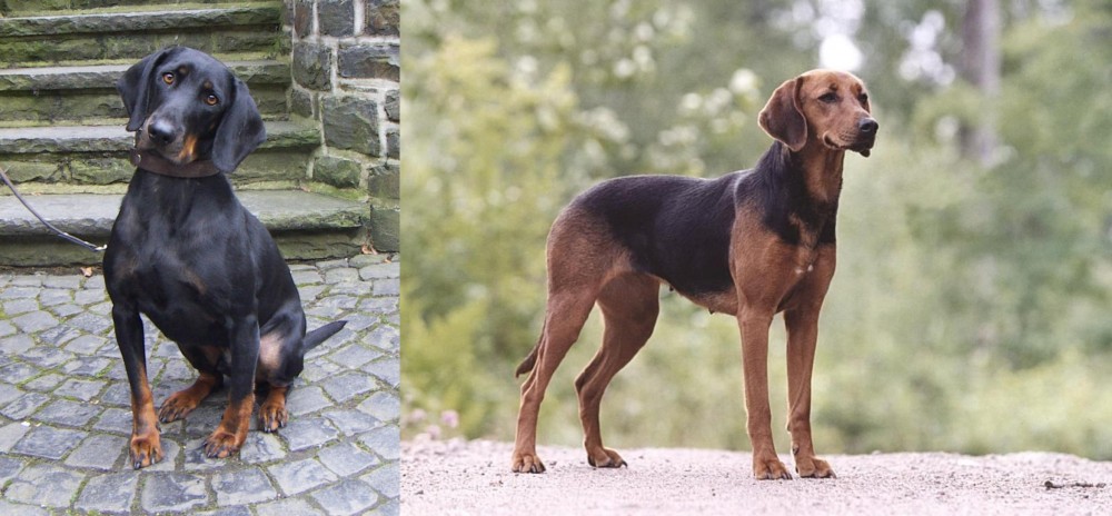 Schillerstovare vs Austrian Black and Tan Hound - Breed Comparison
