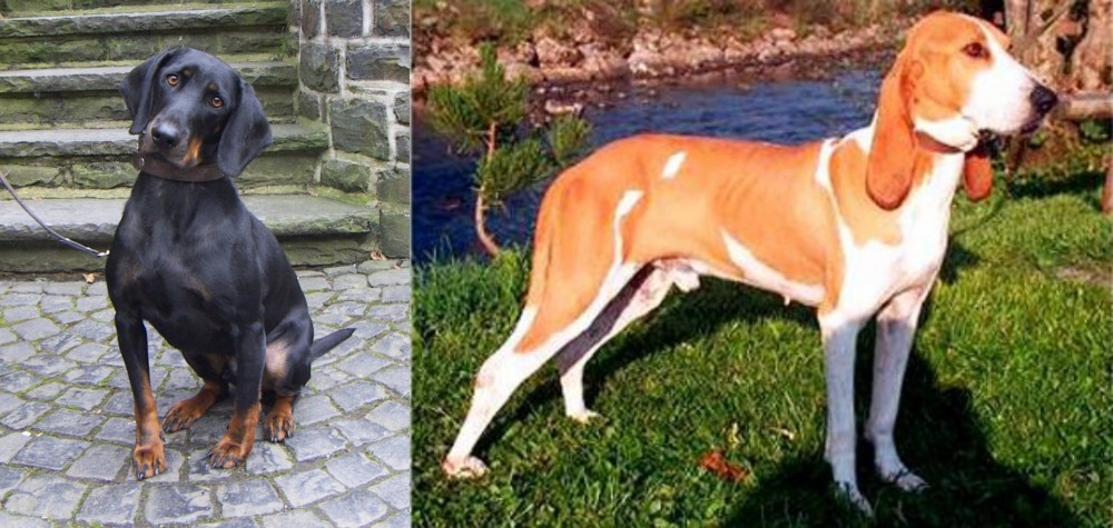 Schweizer Laufhund vs Austrian Black and Tan Hound - Breed Comparison