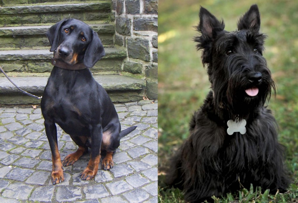 Scoland Terrier vs Austrian Black and Tan Hound - Breed Comparison