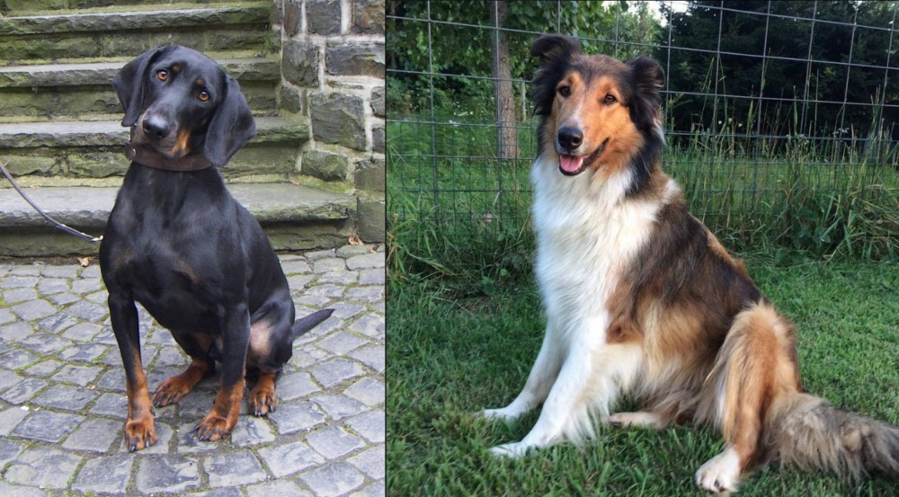 Scotch Collie vs Austrian Black and Tan Hound - Breed Comparison