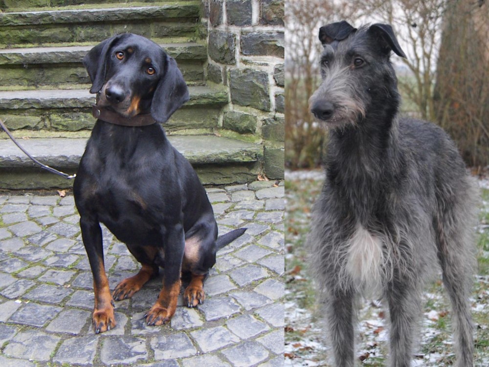 Scottish Deerhound vs Austrian Black and Tan Hound - Breed Comparison