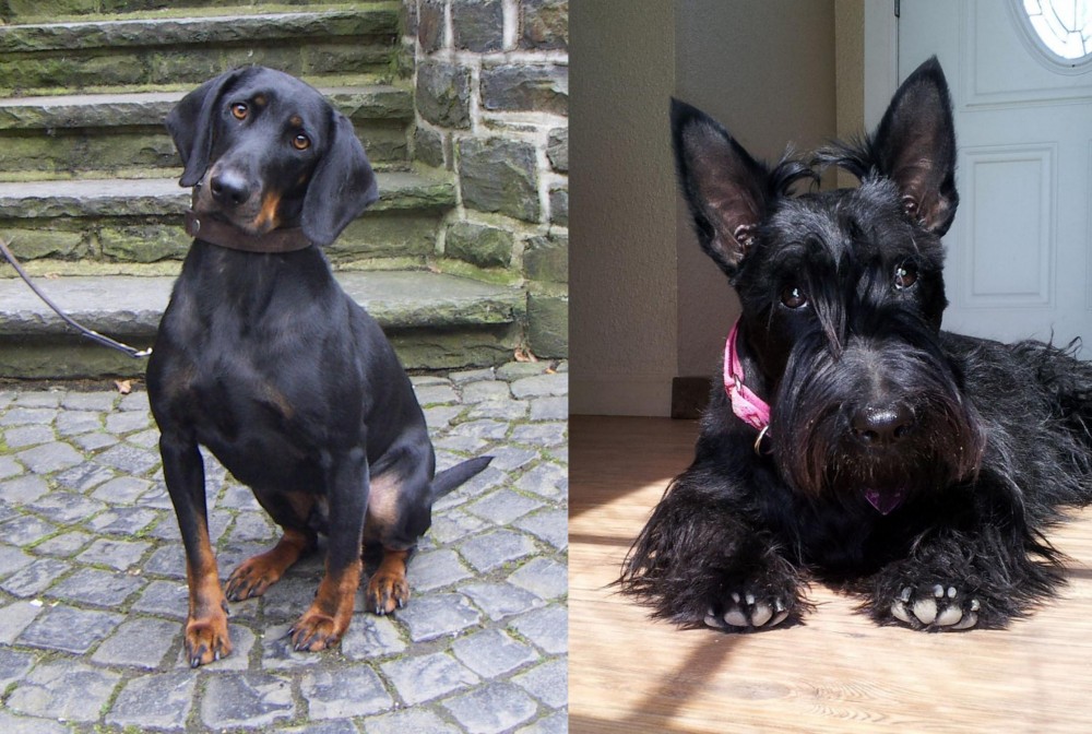 Scottish Terrier vs Austrian Black and Tan Hound - Breed Comparison