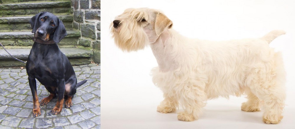 Sealyham Terrier vs Austrian Black and Tan Hound - Breed Comparison