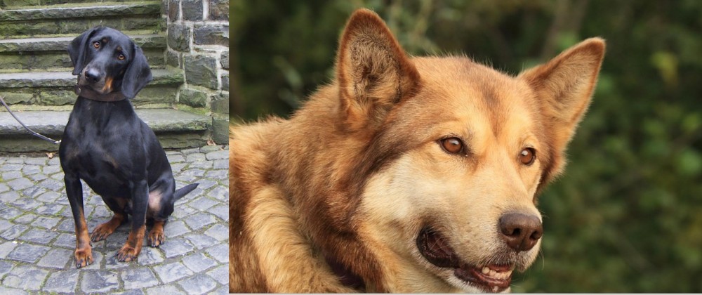 Seppala Siberian Sleddog vs Austrian Black and Tan Hound - Breed Comparison