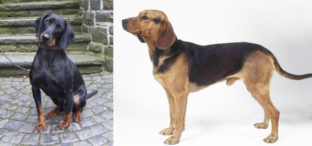 Serbian Hound vs Austrian Black and Tan Hound - Breed Comparison