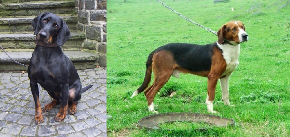 Serbian Tricolour Hound vs Austrian Black and Tan Hound - Breed Comparison