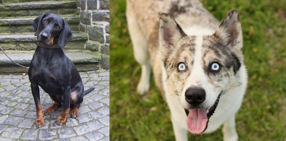 Shepherd Husky vs Austrian Black and Tan Hound - Breed Comparison