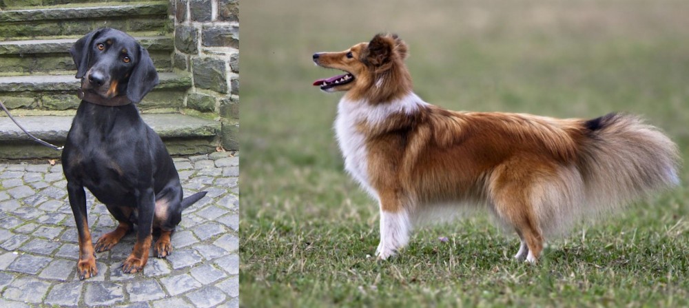 Shetland Sheepdog vs Austrian Black and Tan Hound - Breed Comparison