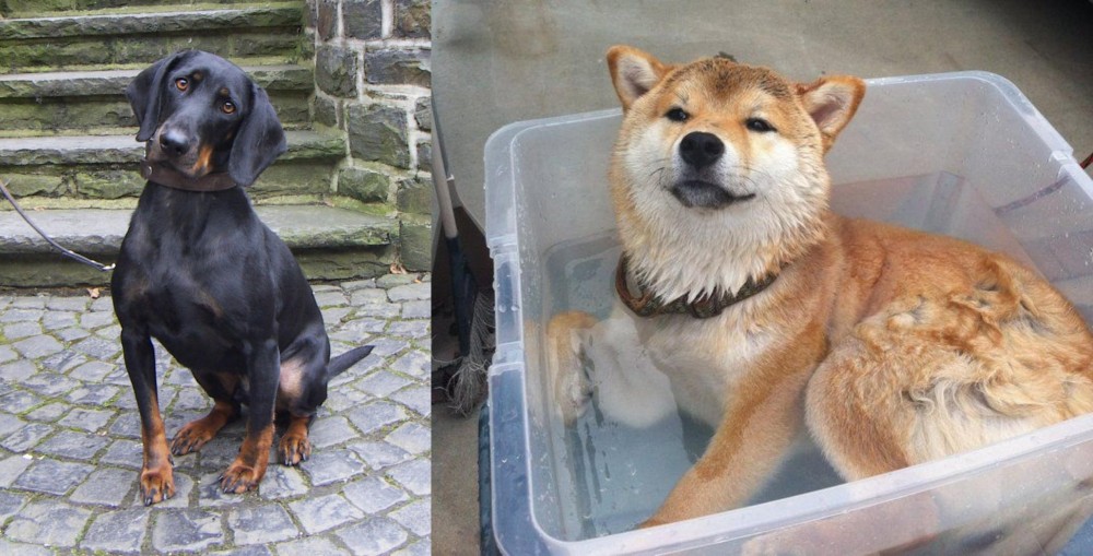 Shiba Inu vs Austrian Black and Tan Hound - Breed Comparison