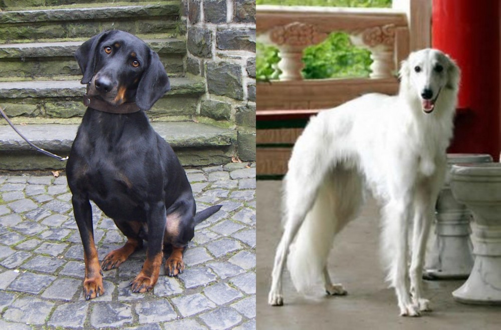 Silken Windhound vs Austrian Black and Tan Hound - Breed Comparison