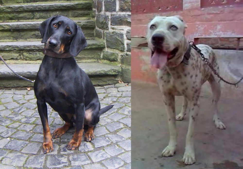 Sindh Mastiff vs Austrian Black and Tan Hound - Breed Comparison