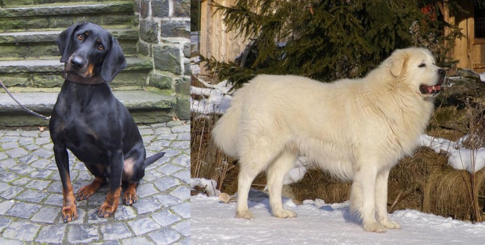 Slovak Cuvac vs Austrian Black and Tan Hound - Breed Comparison