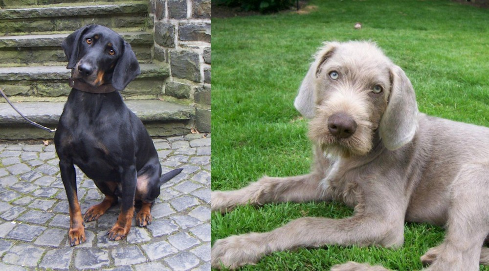 Slovakian Rough Haired Pointer vs Austrian Black and Tan Hound - Breed Comparison