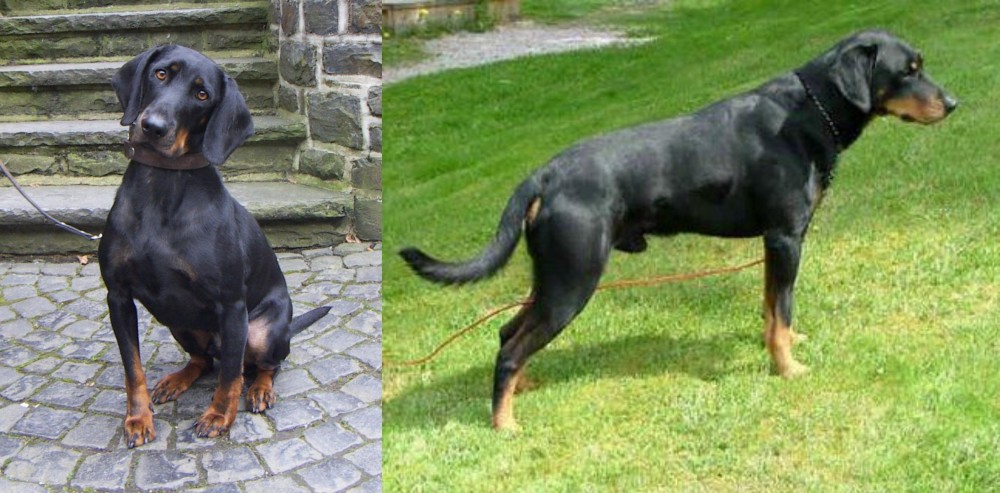 Smalandsstovare vs Austrian Black and Tan Hound - Breed Comparison