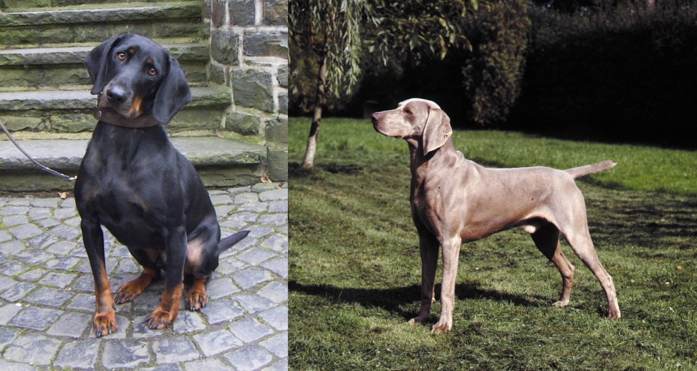 Smooth Haired Weimaraner vs Austrian Black and Tan Hound - Breed Comparison