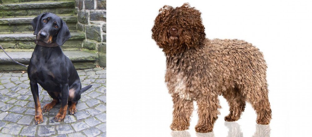 Spanish Water Dog vs Austrian Black and Tan Hound - Breed Comparison
