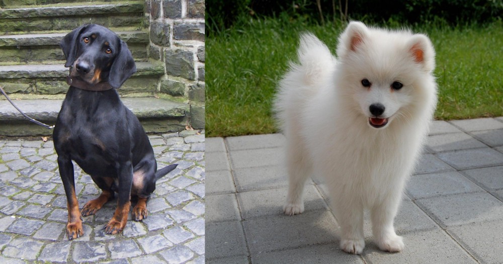 Spitz vs Austrian Black and Tan Hound - Breed Comparison
