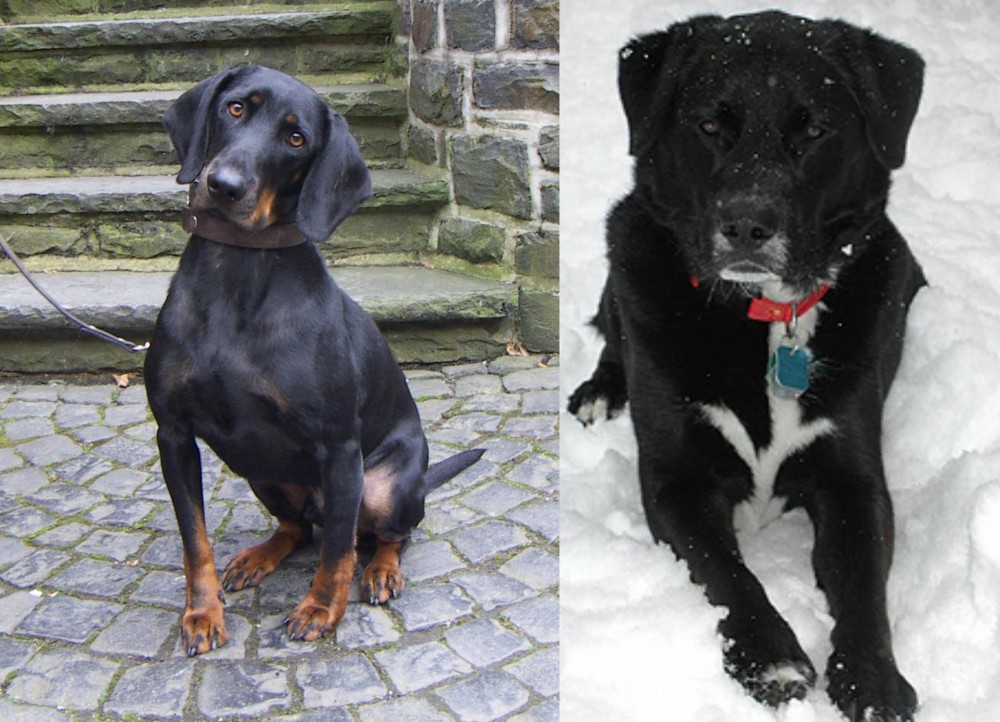 St. John's Water Dog vs Austrian Black and Tan Hound - Breed Comparison
