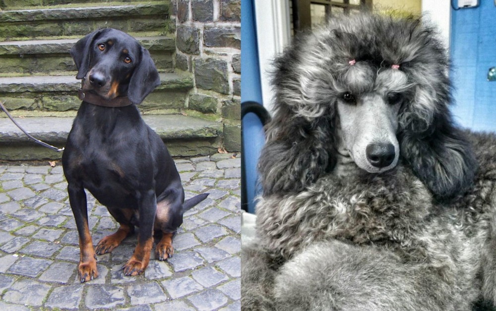 Standard Poodle vs Austrian Black and Tan Hound - Breed Comparison