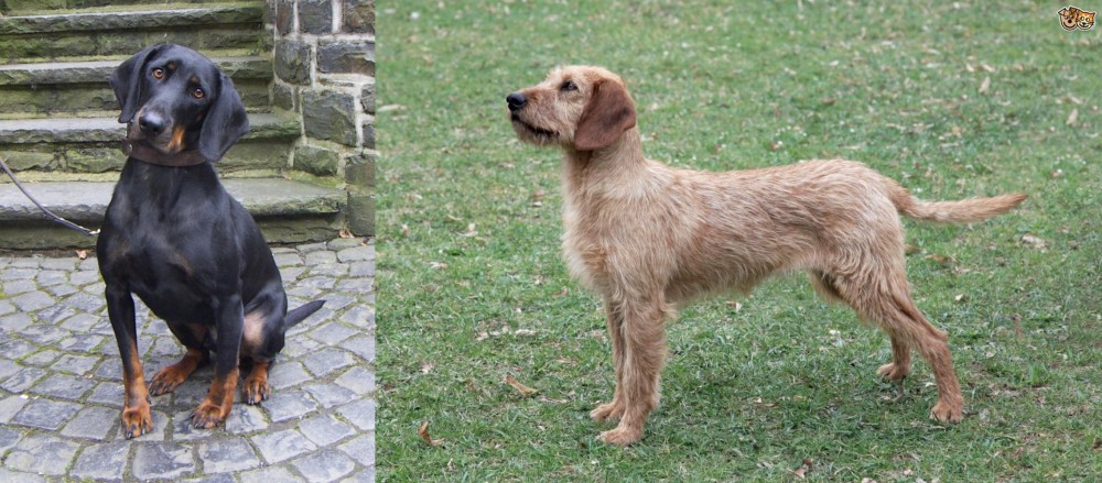 Styrian Coarse Haired Hound vs Austrian Black and Tan Hound - Breed Comparison