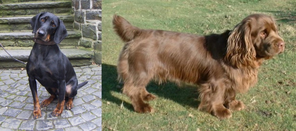 Sussex Spaniel vs Austrian Black and Tan Hound - Breed Comparison