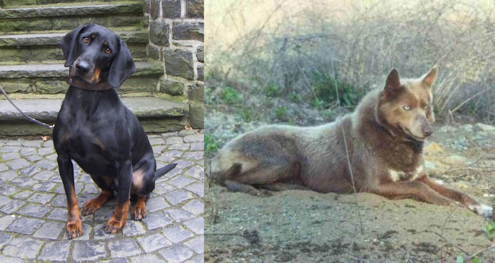 Tahltan Bear Dog vs Austrian Black and Tan Hound - Breed Comparison