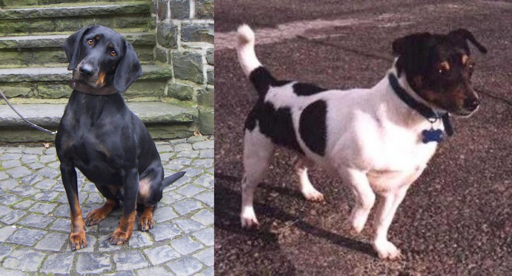 Teddy Roosevelt Terrier vs Austrian Black and Tan Hound - Breed Comparison