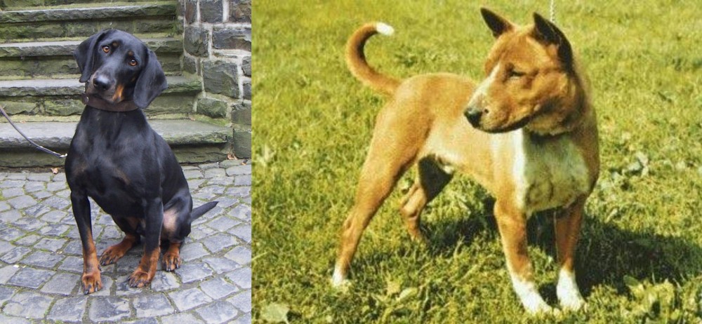 Telomian vs Austrian Black and Tan Hound - Breed Comparison