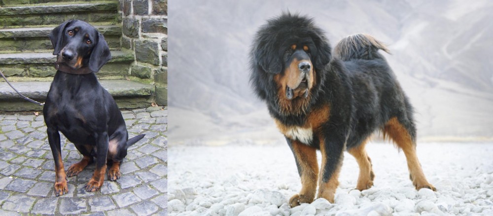 Tibetan Mastiff vs Austrian Black and Tan Hound - Breed Comparison