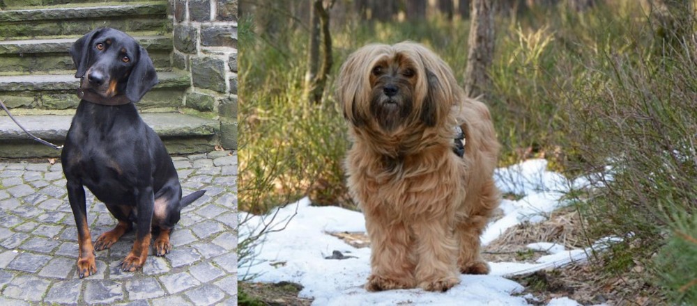 Tibetan Terrier vs Austrian Black and Tan Hound - Breed Comparison