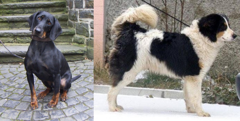 Tornjak vs Austrian Black and Tan Hound - Breed Comparison