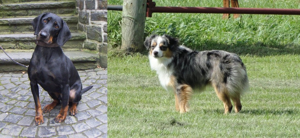Toy Australian Shepherd vs Austrian Black and Tan Hound - Breed Comparison