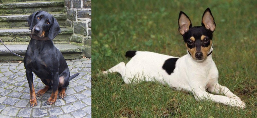 Toy Fox Terrier vs Austrian Black and Tan Hound - Breed Comparison