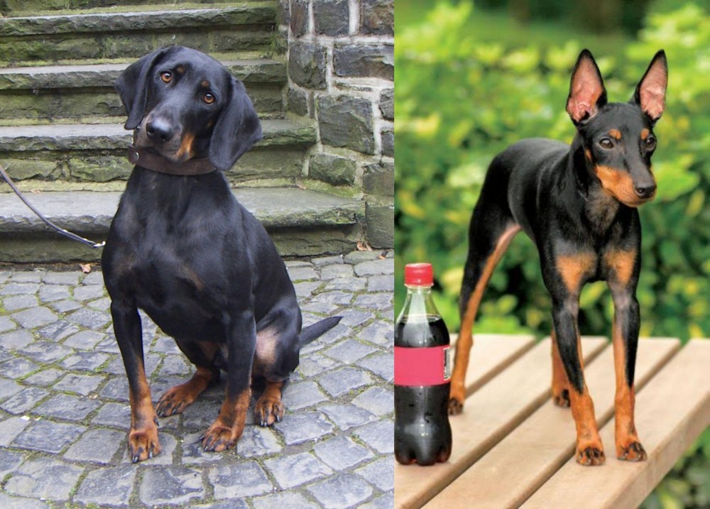 Toy Manchester Terrier vs Austrian Black and Tan Hound - Breed Comparison