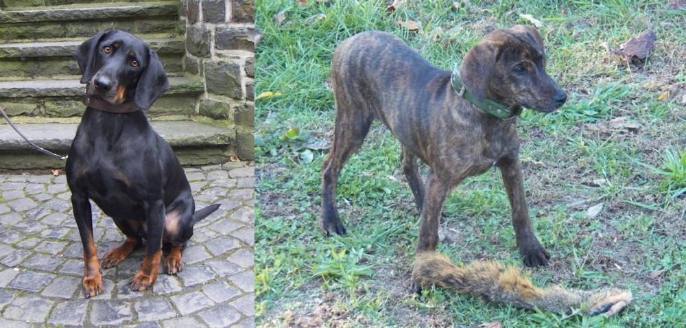 Treeing Cur vs Austrian Black and Tan Hound - Breed Comparison