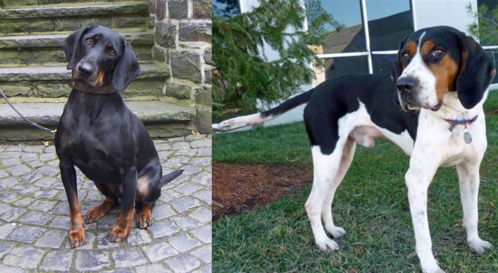 Treeing Walker Coonhound vs Austrian Black and Tan Hound - Breed Comparison