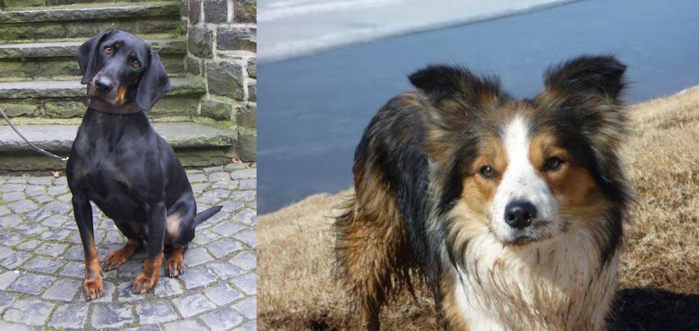 Welsh Sheepdog vs Austrian Black and Tan Hound - Breed Comparison