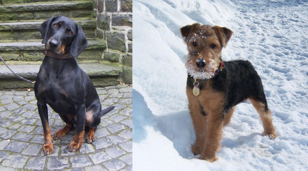 Welsh Terrier vs Austrian Black and Tan Hound - Breed Comparison