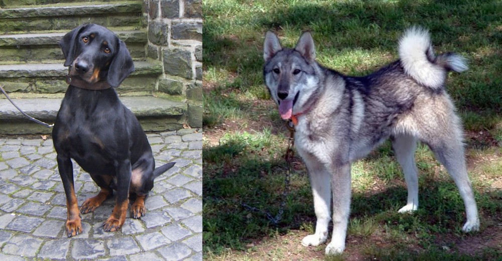 West Siberian Laika vs Austrian Black and Tan Hound - Breed Comparison