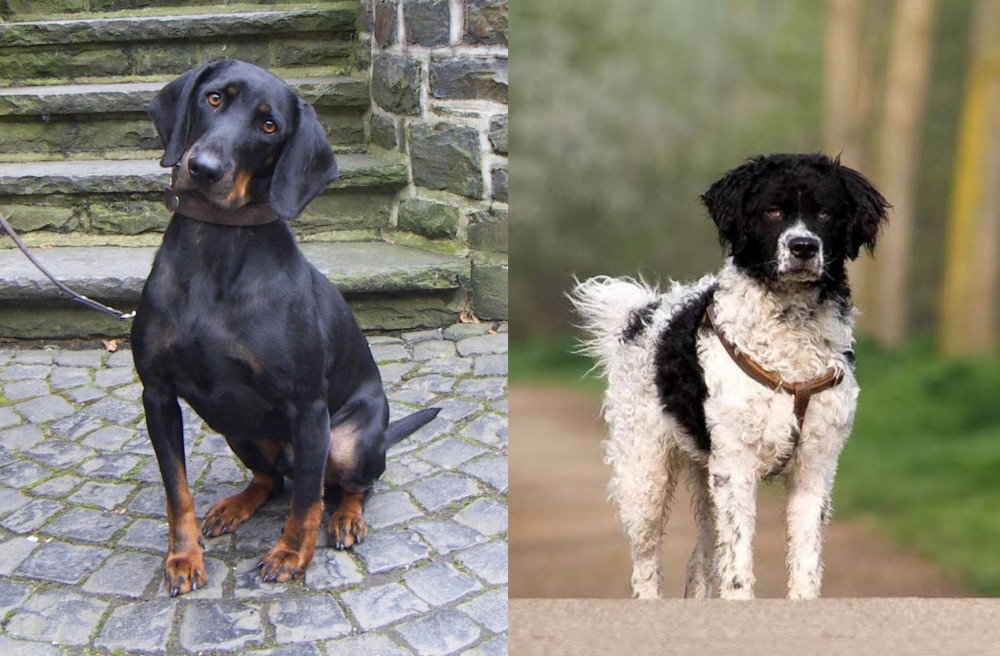Wetterhoun vs Austrian Black and Tan Hound - Breed Comparison