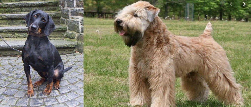 Wheaten Terrier vs Austrian Black and Tan Hound - Breed Comparison