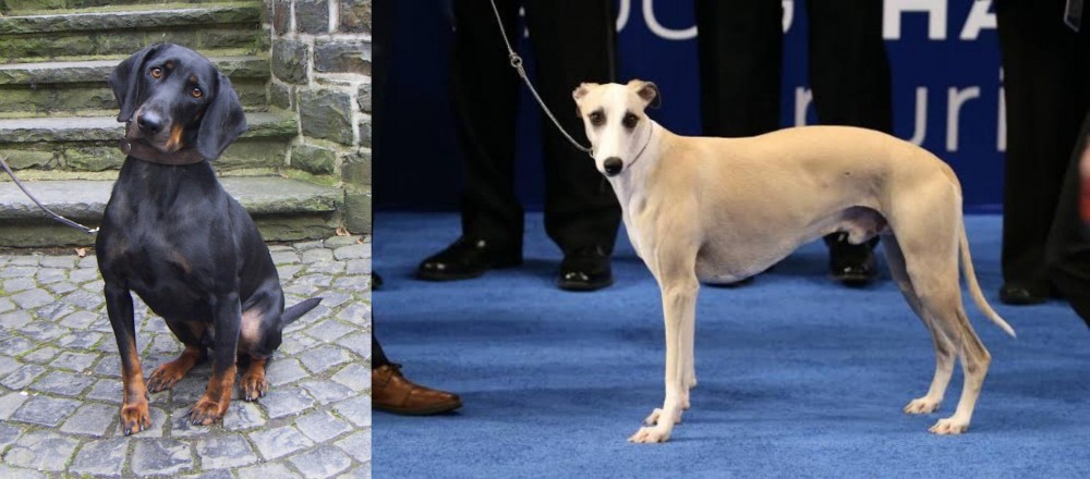 Whippet vs Austrian Black and Tan Hound - Breed Comparison