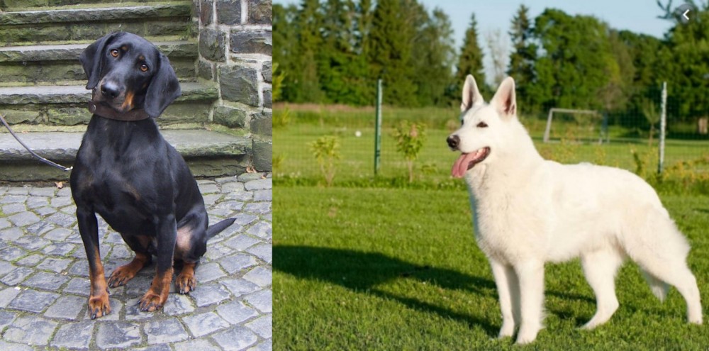 White Shepherd vs Austrian Black and Tan Hound - Breed Comparison