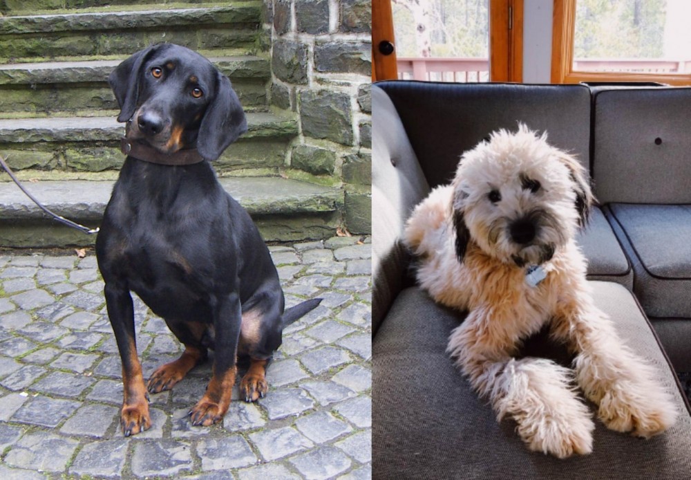 Whoodles vs Austrian Black and Tan Hound - Breed Comparison