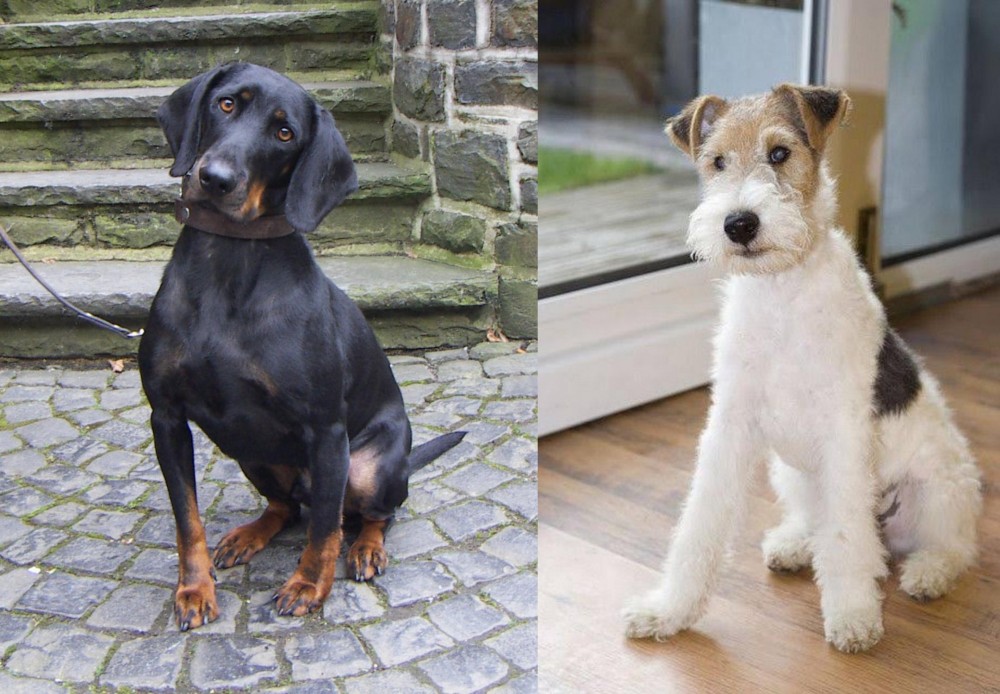 Wire Fox Terrier vs Austrian Black and Tan Hound - Breed Comparison