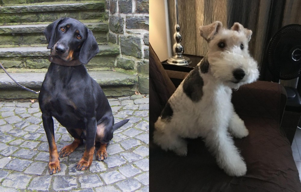 Wire Haired Fox Terrier vs Austrian Black and Tan Hound - Breed Comparison